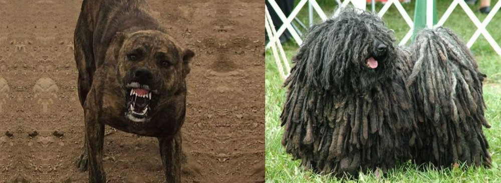 Puli vs Dogo Sardesco - Breed Comparison