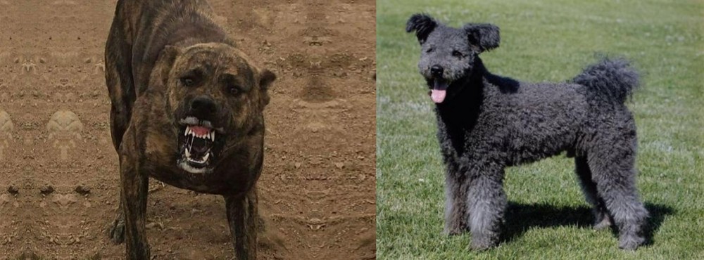 Pumi vs Dogo Sardesco - Breed Comparison