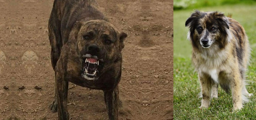 Pyrenean Shepherd vs Dogo Sardesco - Breed Comparison