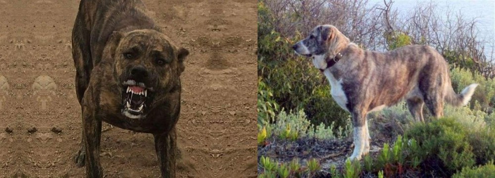 Rafeiro do Alentejo vs Dogo Sardesco - Breed Comparison
