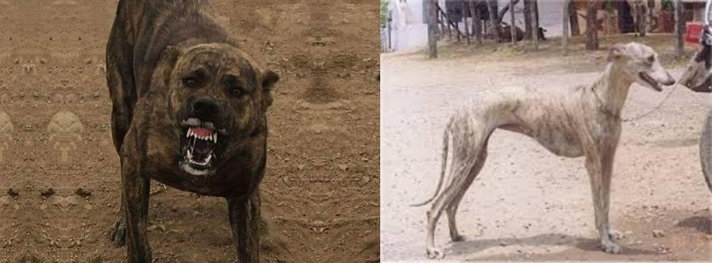 Rampur Greyhound vs Dogo Sardesco - Breed Comparison
