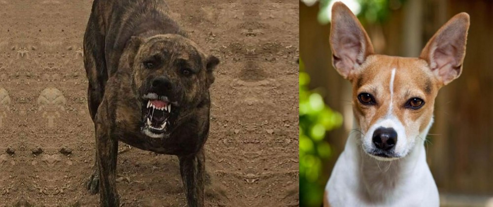 Rat Terrier vs Dogo Sardesco - Breed Comparison