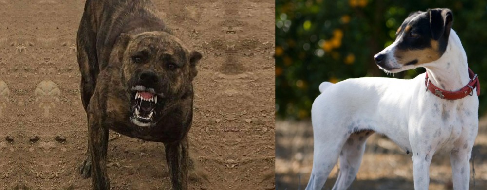 Ratonero Bodeguero Andaluz vs Dogo Sardesco - Breed Comparison