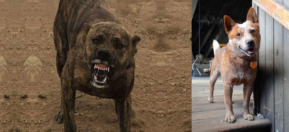 Red Heeler vs Dogo Sardesco - Breed Comparison