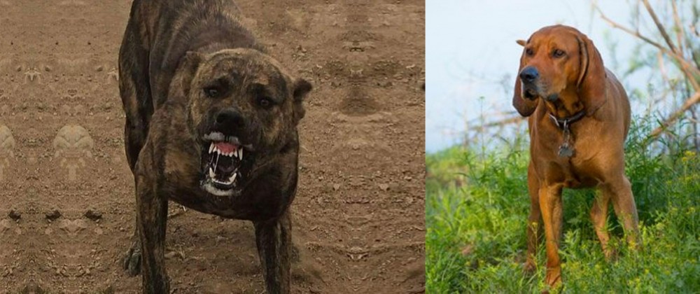 Redbone Coonhound vs Dogo Sardesco - Breed Comparison