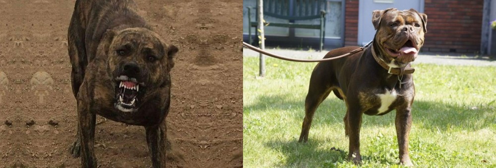 Renascence Bulldogge vs Dogo Sardesco - Breed Comparison