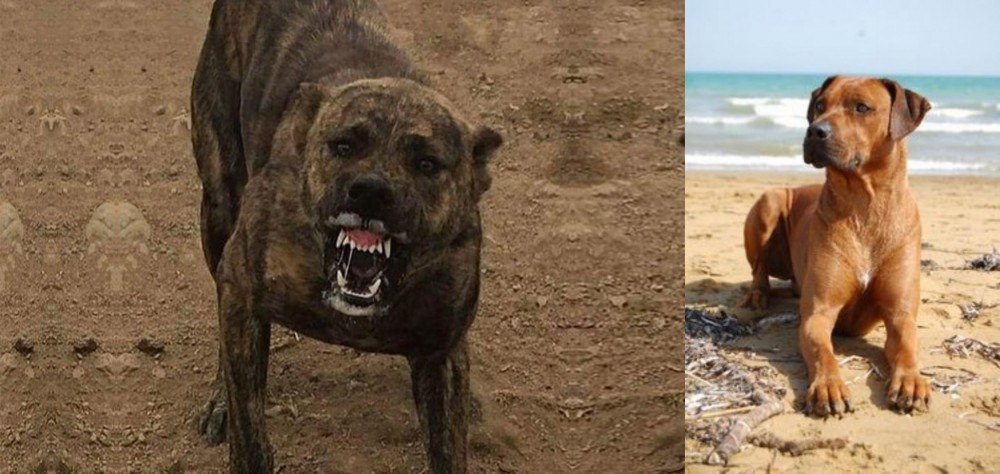 Rhodesian Ridgeback vs Dogo Sardesco - Breed Comparison