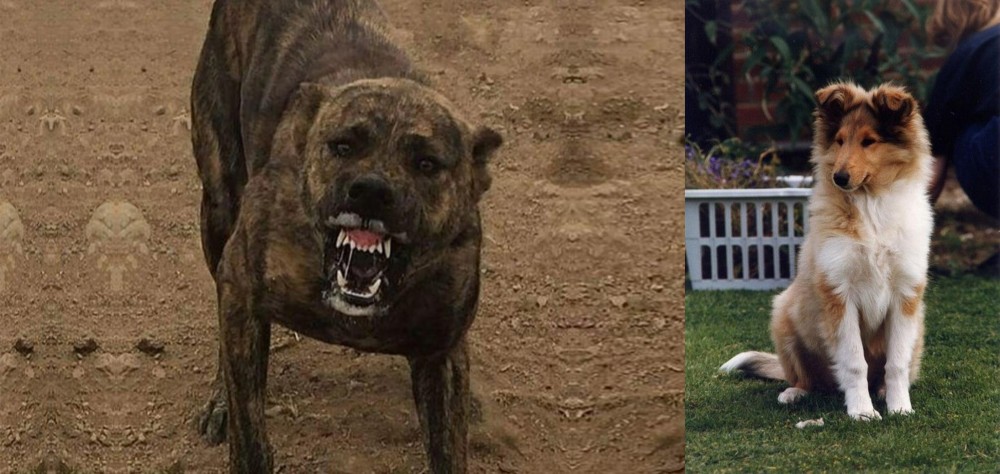 Rough Collie vs Dogo Sardesco - Breed Comparison