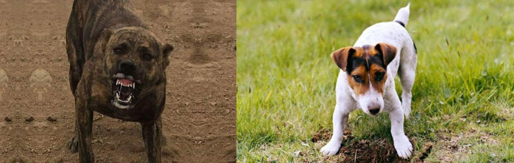 Russell Terrier vs Dogo Sardesco - Breed Comparison