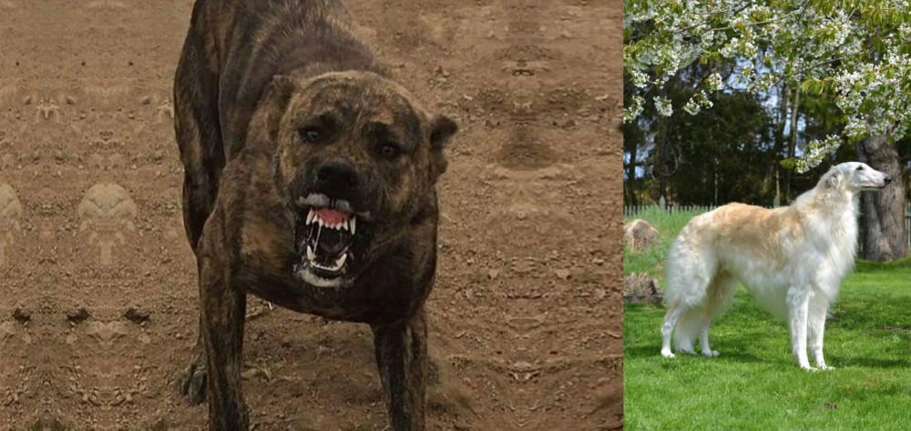 Russian Hound vs Dogo Sardesco - Breed Comparison