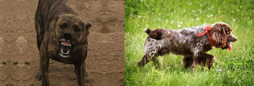 Russian Spaniel vs Dogo Sardesco - Breed Comparison