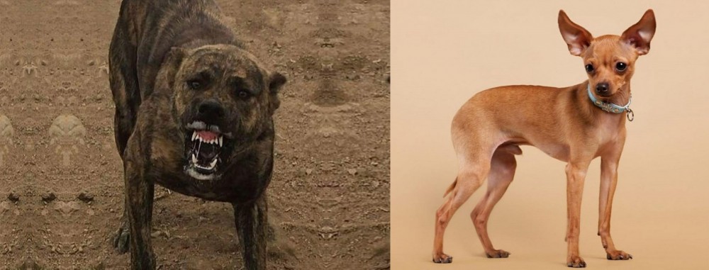 Russian Toy Terrier vs Dogo Sardesco - Breed Comparison