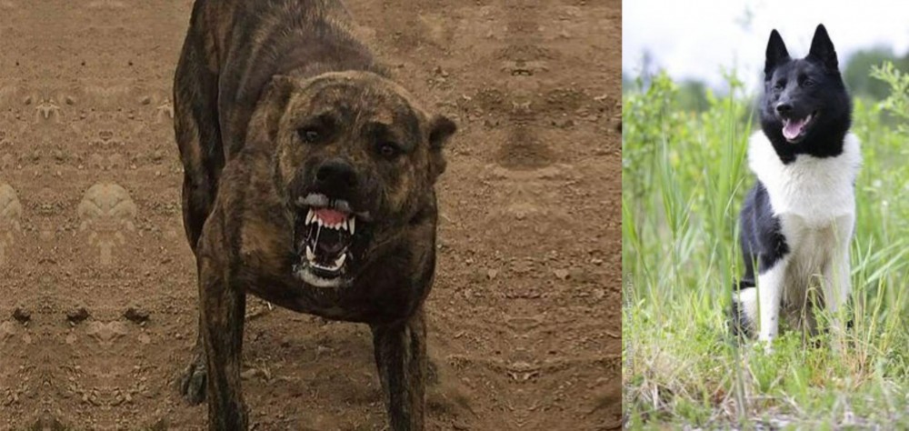 Russo-European Laika vs Dogo Sardesco - Breed Comparison