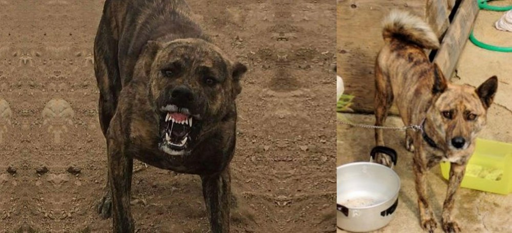 Ryukyu Inu vs Dogo Sardesco - Breed Comparison