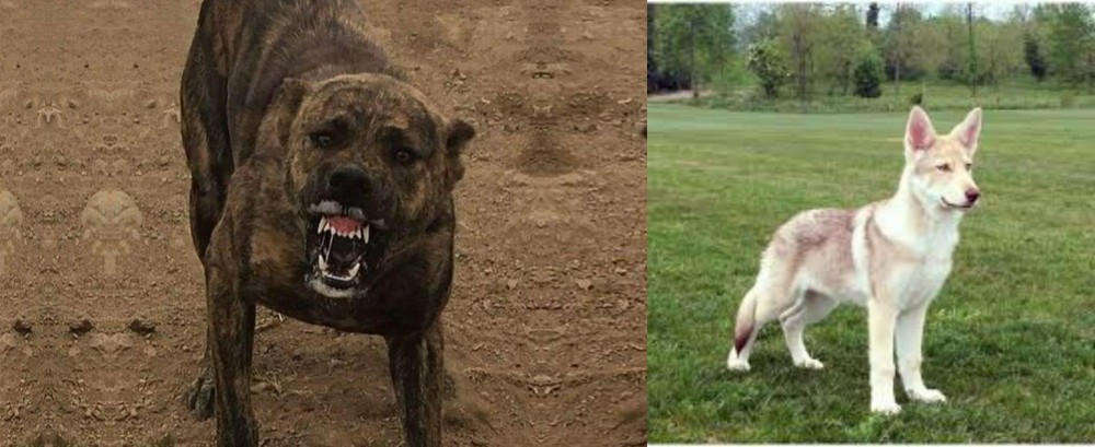Saarlooswolfhond vs Dogo Sardesco - Breed Comparison