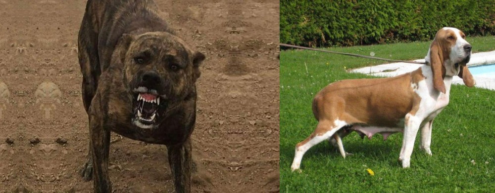Sabueso Espanol vs Dogo Sardesco - Breed Comparison