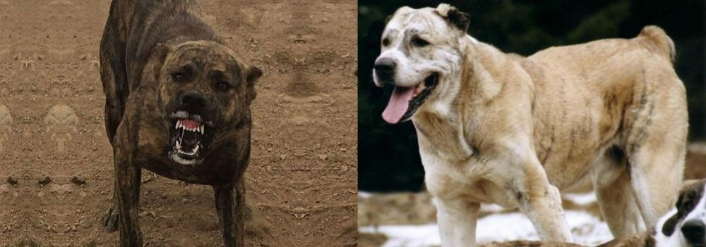 Sage Koochee vs Dogo Sardesco - Breed Comparison