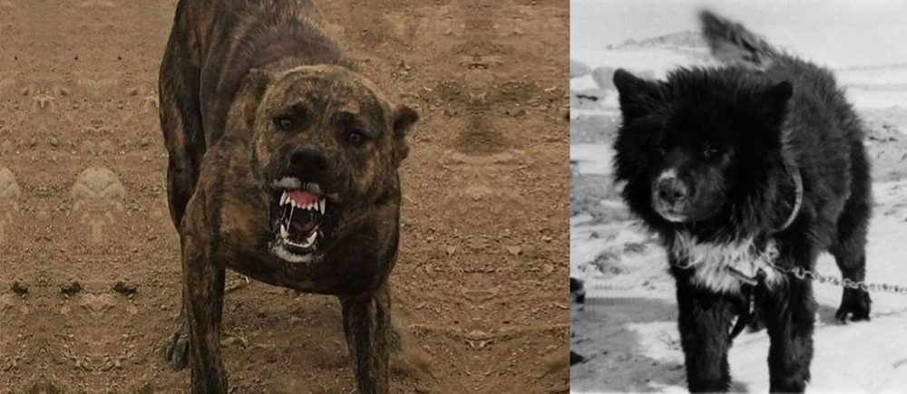 Sakhalin Husky vs Dogo Sardesco - Breed Comparison