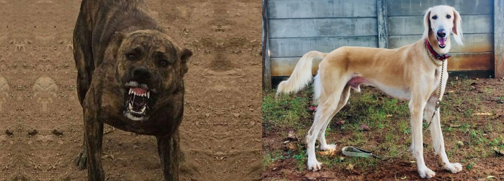 Saluki vs Dogo Sardesco - Breed Comparison