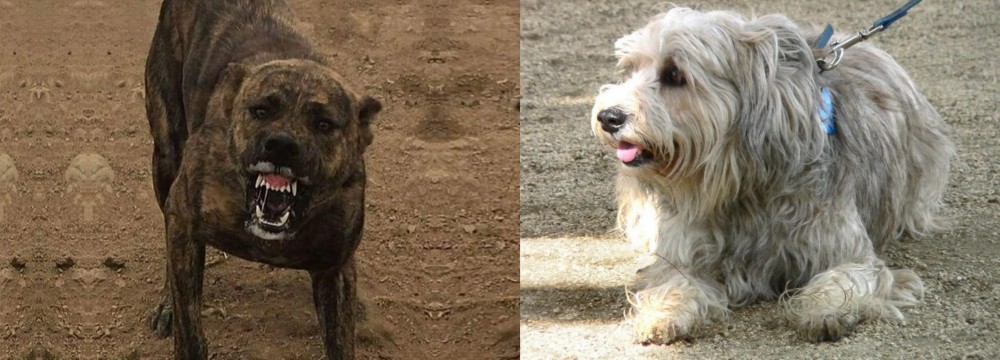 Sapsali vs Dogo Sardesco - Breed Comparison