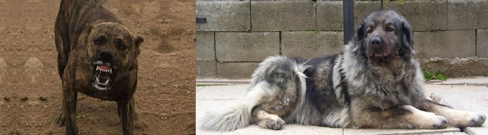 Sarplaninac vs Dogo Sardesco - Breed Comparison