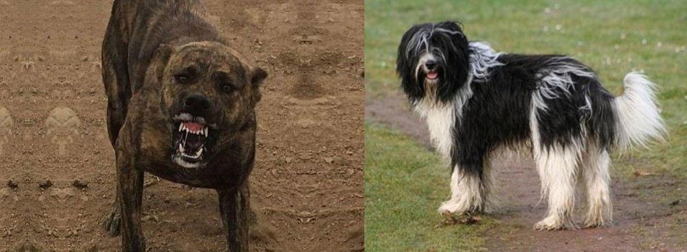 Schapendoes vs Dogo Sardesco - Breed Comparison