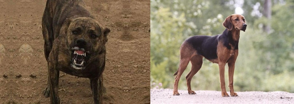 Schillerstovare vs Dogo Sardesco - Breed Comparison