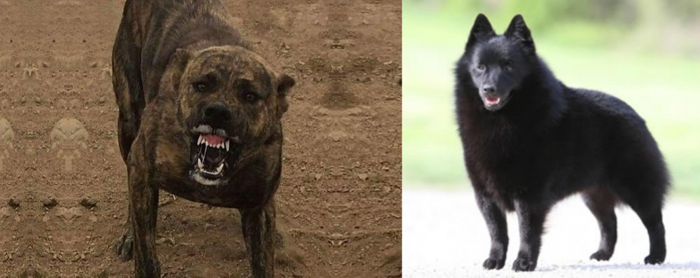 Schipperke vs Dogo Sardesco - Breed Comparison