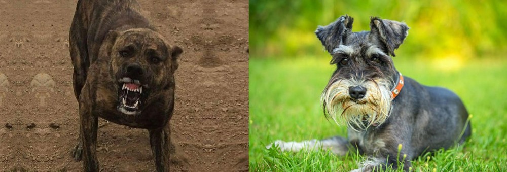 Schnauzer vs Dogo Sardesco - Breed Comparison
