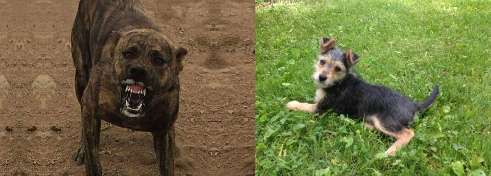 Schnorkie vs Dogo Sardesco - Breed Comparison