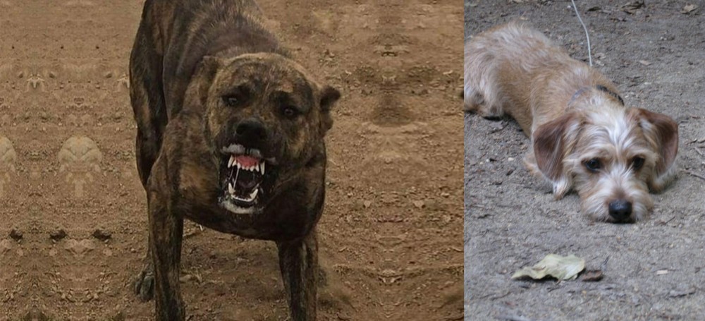 Schweenie vs Dogo Sardesco - Breed Comparison