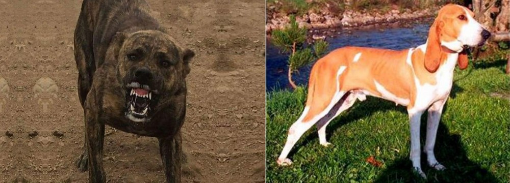 Schweizer Laufhund vs Dogo Sardesco - Breed Comparison