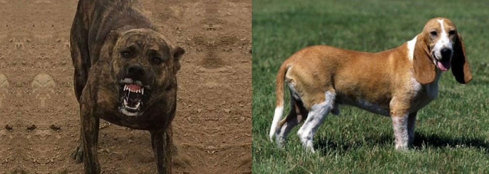 Schweizer Niederlaufhund vs Dogo Sardesco - Breed Comparison
