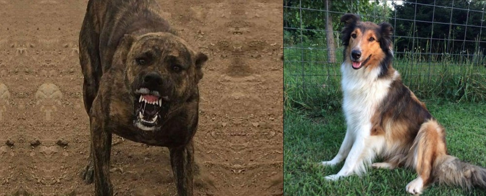 Scotch Collie vs Dogo Sardesco - Breed Comparison