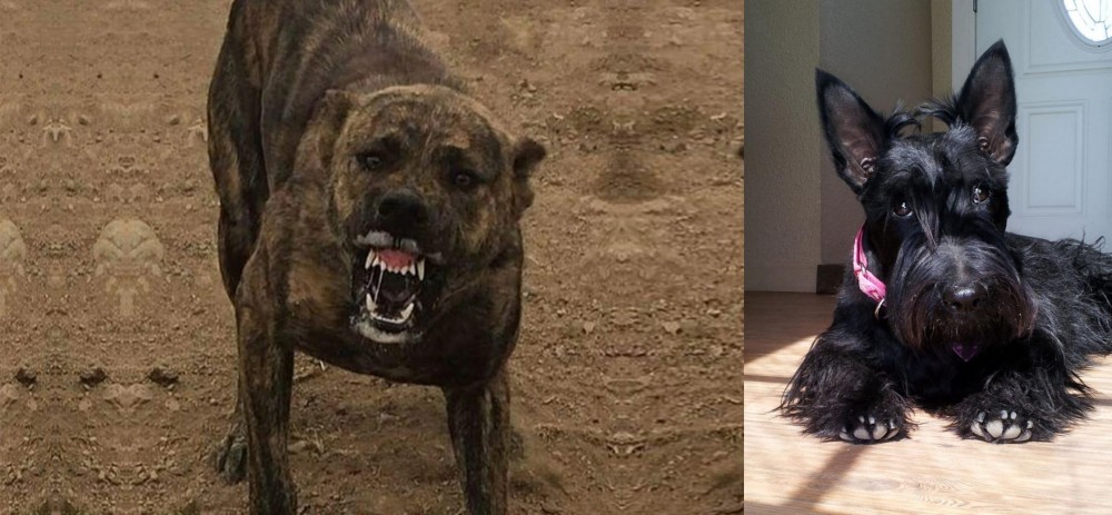 Scottish Terrier vs Dogo Sardesco - Breed Comparison