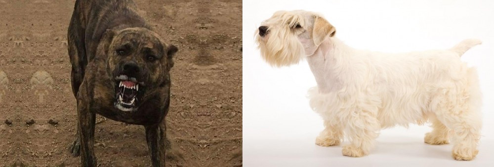 Sealyham Terrier vs Dogo Sardesco - Breed Comparison