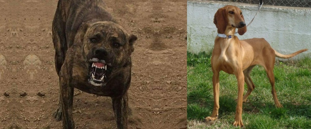 Segugio Italiano vs Dogo Sardesco - Breed Comparison