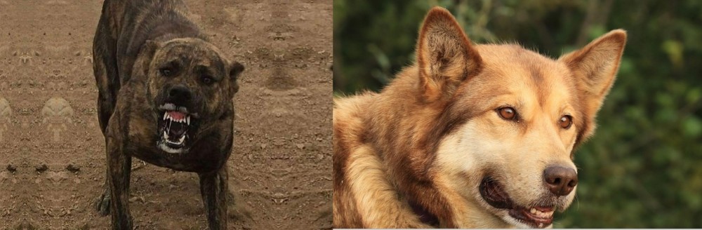 Seppala Siberian Sleddog vs Dogo Sardesco - Breed Comparison