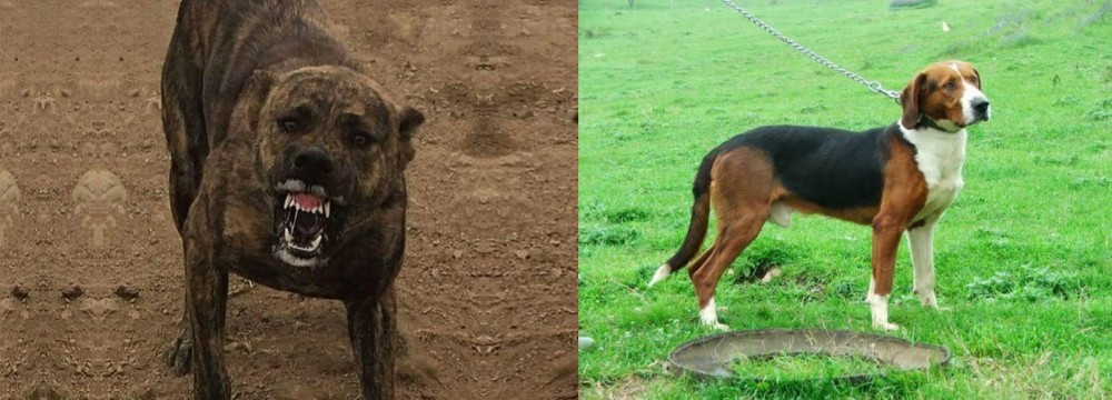 Serbian Tricolour Hound vs Dogo Sardesco - Breed Comparison