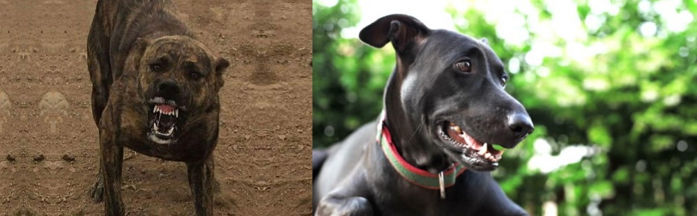 Shepard Labrador vs Dogo Sardesco - Breed Comparison