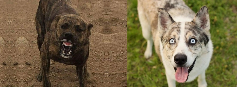 Shepherd Husky vs Dogo Sardesco - Breed Comparison