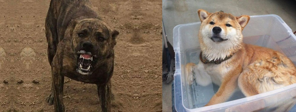 Shiba Inu vs Dogo Sardesco - Breed Comparison