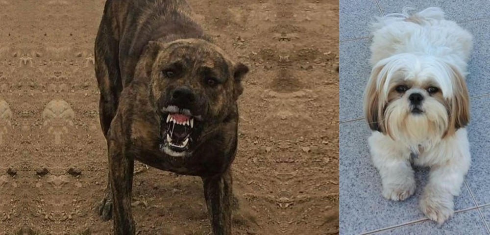 Shih Tzu vs Dogo Sardesco - Breed Comparison