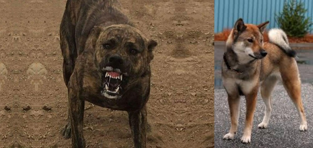 Shikoku vs Dogo Sardesco - Breed Comparison