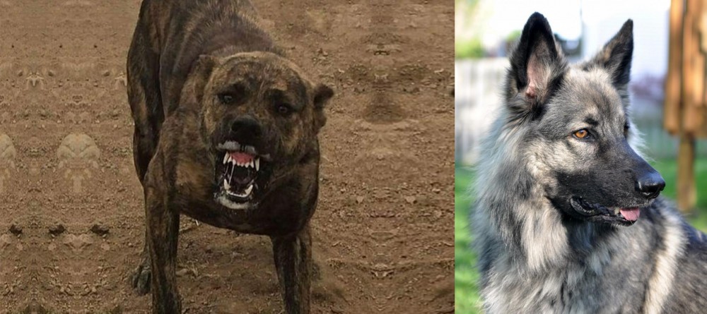 Shiloh Shepherd vs Dogo Sardesco - Breed Comparison