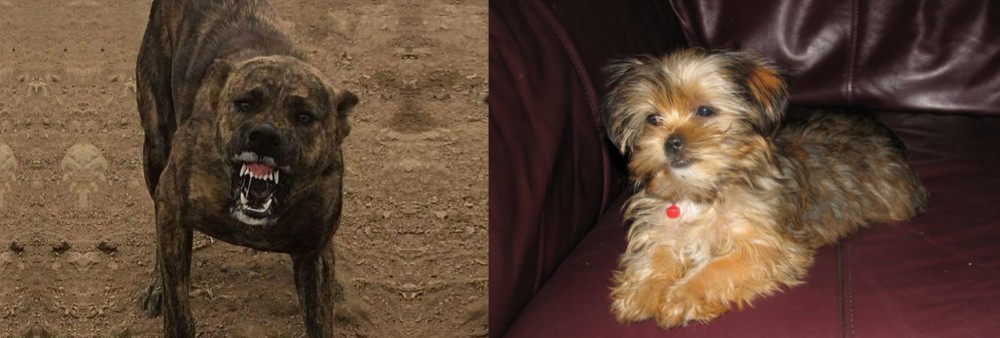 Shorkie vs Dogo Sardesco - Breed Comparison