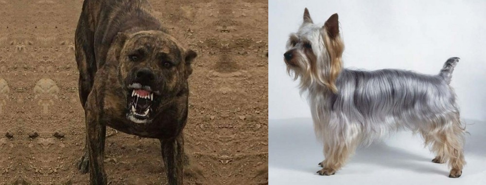 Silky Terrier vs Dogo Sardesco - Breed Comparison