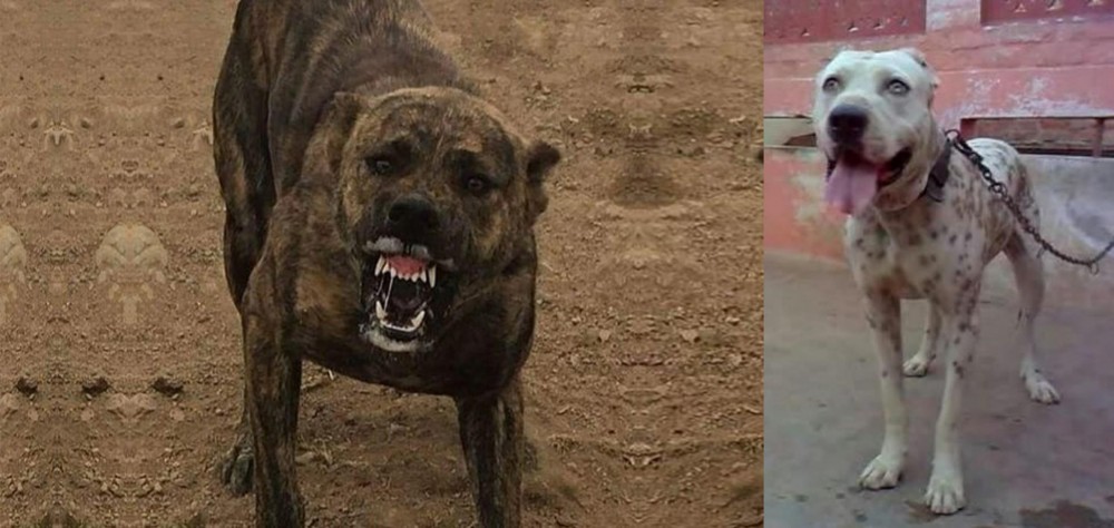 Sindh Mastiff vs Dogo Sardesco - Breed Comparison