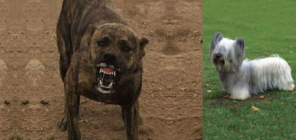 Skye Terrier vs Dogo Sardesco - Breed Comparison