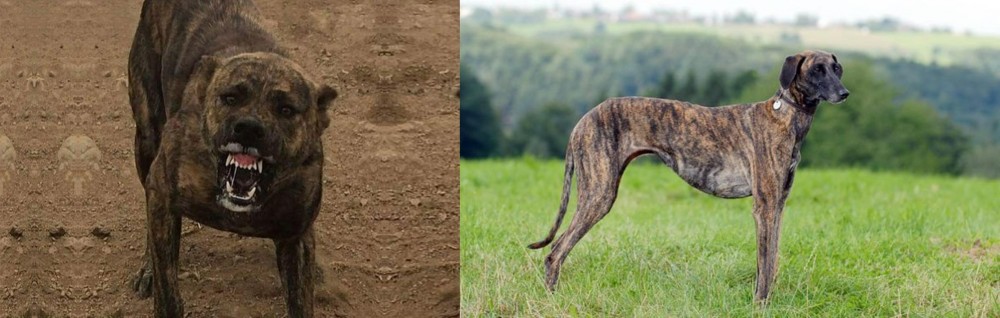 Sloughi vs Dogo Sardesco - Breed Comparison